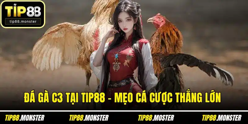 Đá Gà C3 Tại TIP88 - Mẹo Cá Cược Thắng Lớn Từ Cao Thủ