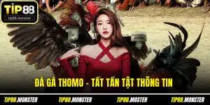 Đá Gà Thomo - Tất Tần Tật Thông Tin Cho Ai Mới Bắt Đầu