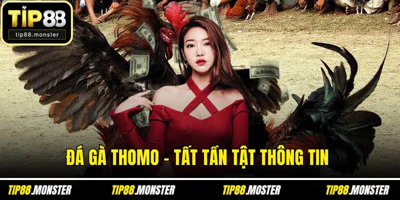 Đá Gà Thomo - Tất Tần Tật Thông Tin Cho Ai Mới Bắt Đầu
