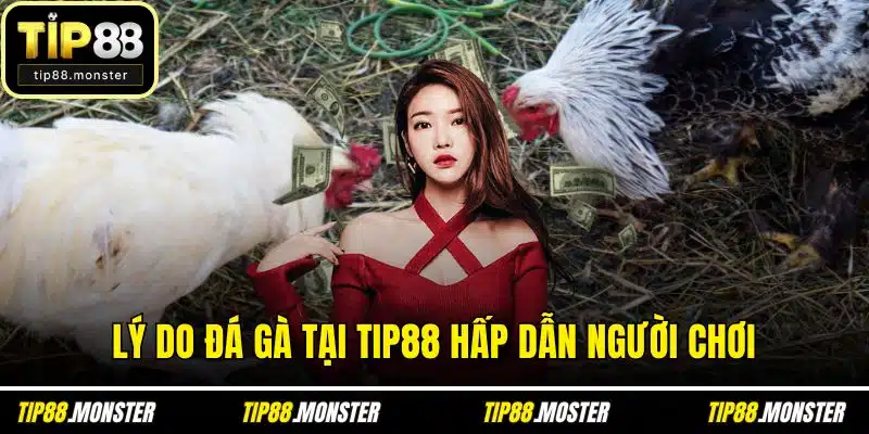 Lý do đá gà tại TIP88 hấp dẫn người chơi