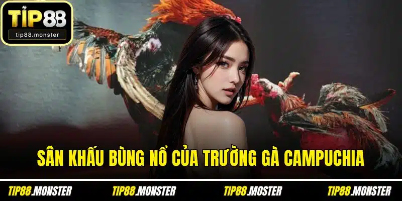 Sân khấu bùng nổ của trường gà Campuchia