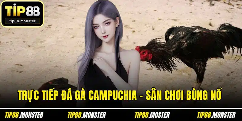 Trực Tiếp Đá Gà Campuchia - Sân Chơi Bùng Nổ Cảm Giác